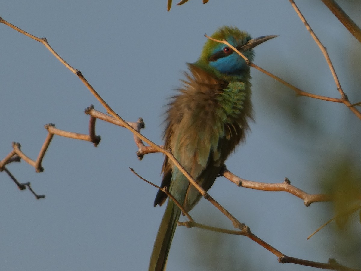 Arabian Green Bee-eater - ML617963821