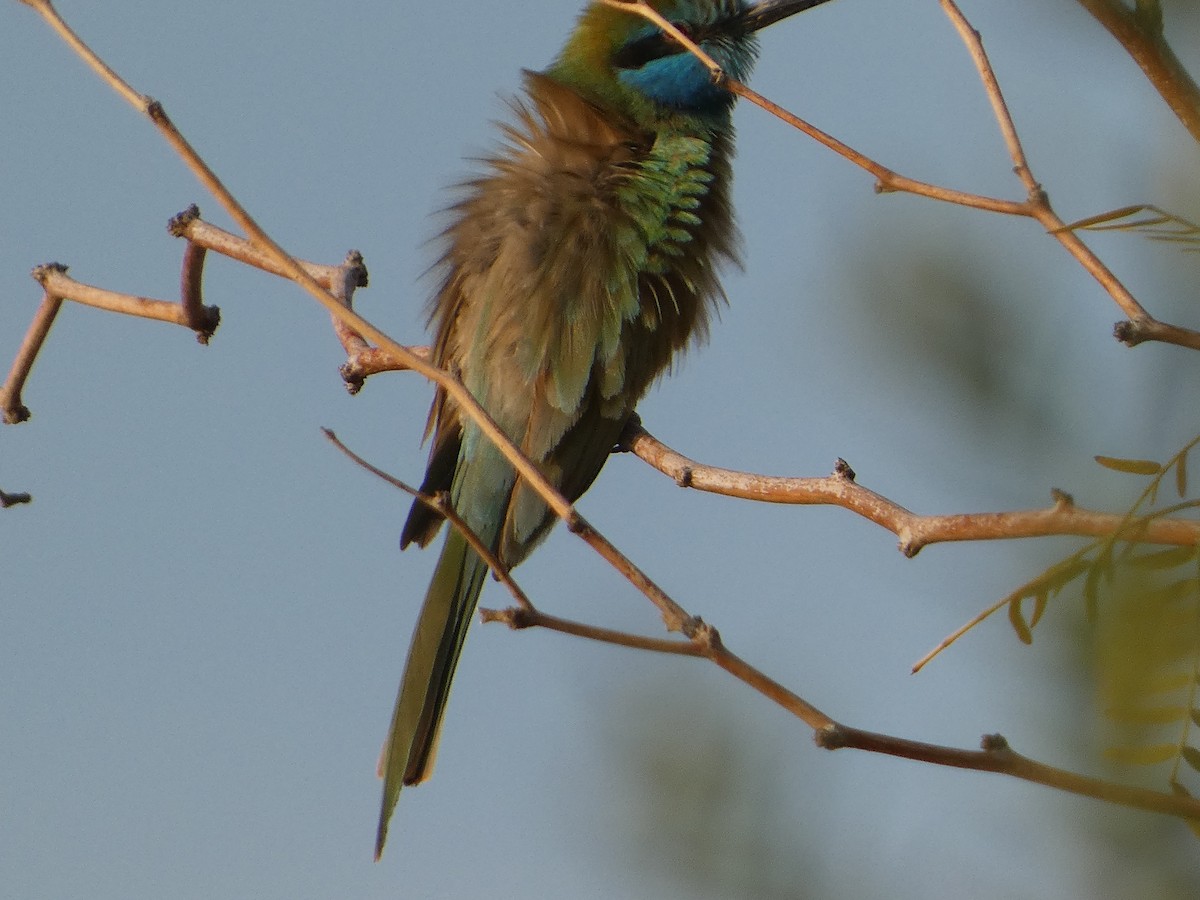 Arabian Green Bee-eater - ML617963823