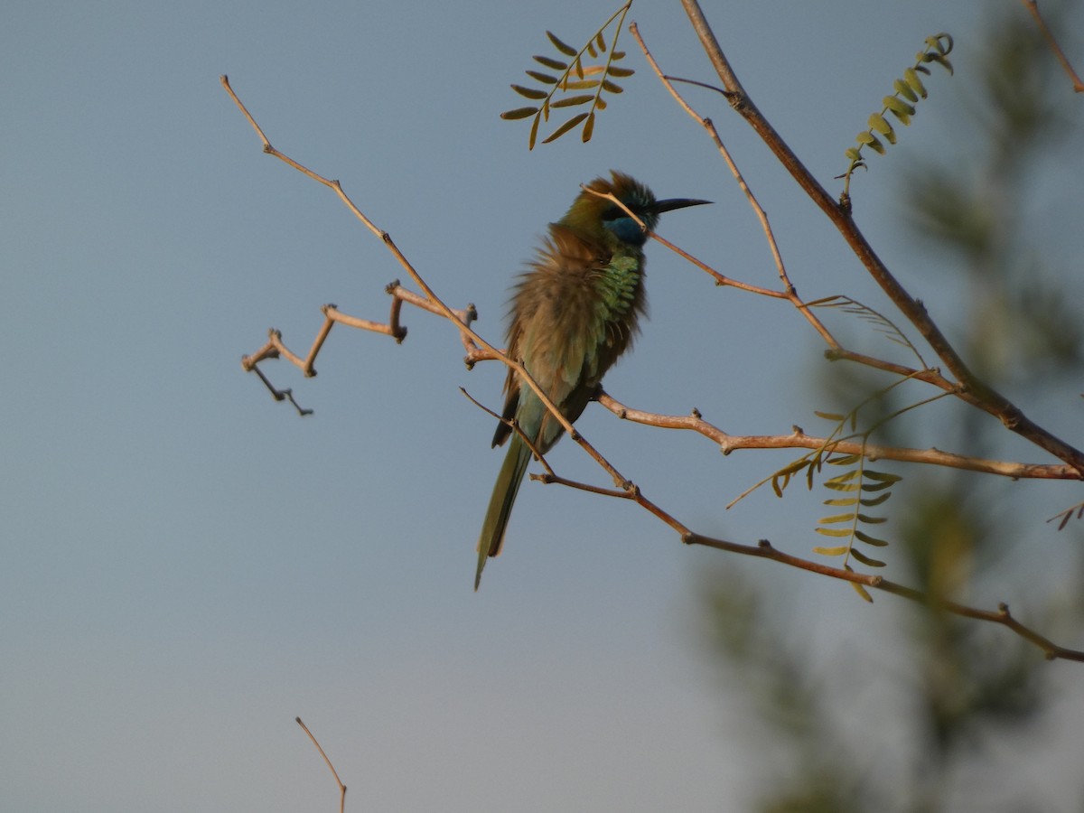 Arabian Green Bee-eater - אהרון 1 שוורצפוקס