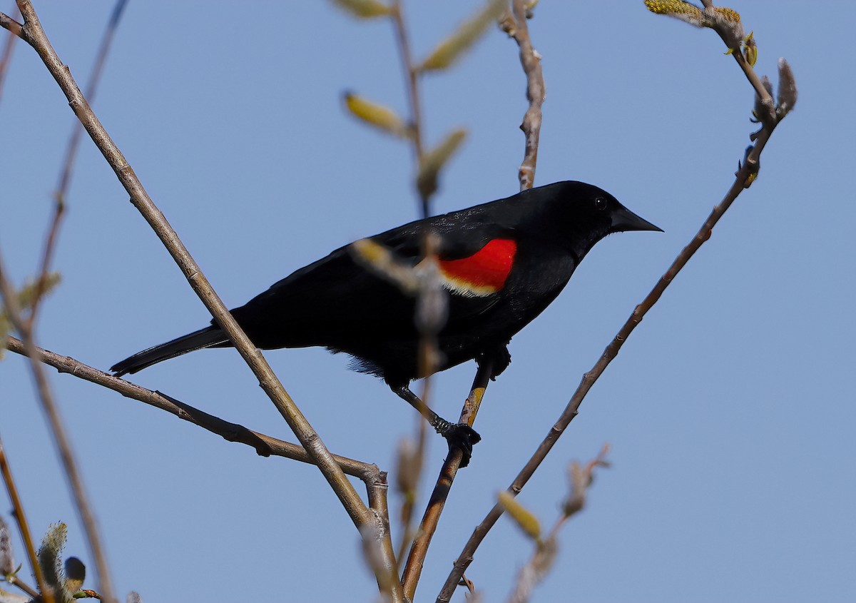 Red-winged Blackbird - ML617963837