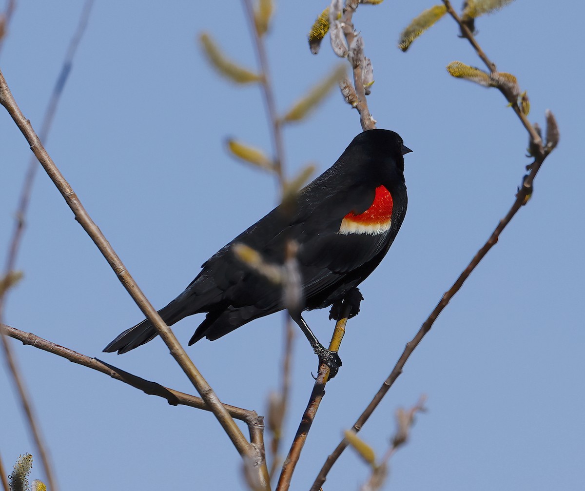 Red-winged Blackbird - ML617963843