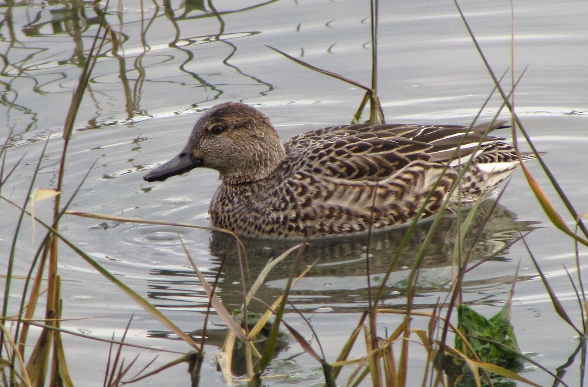 Green-winged Teal (Eurasian) - Peter Milinets-Raby