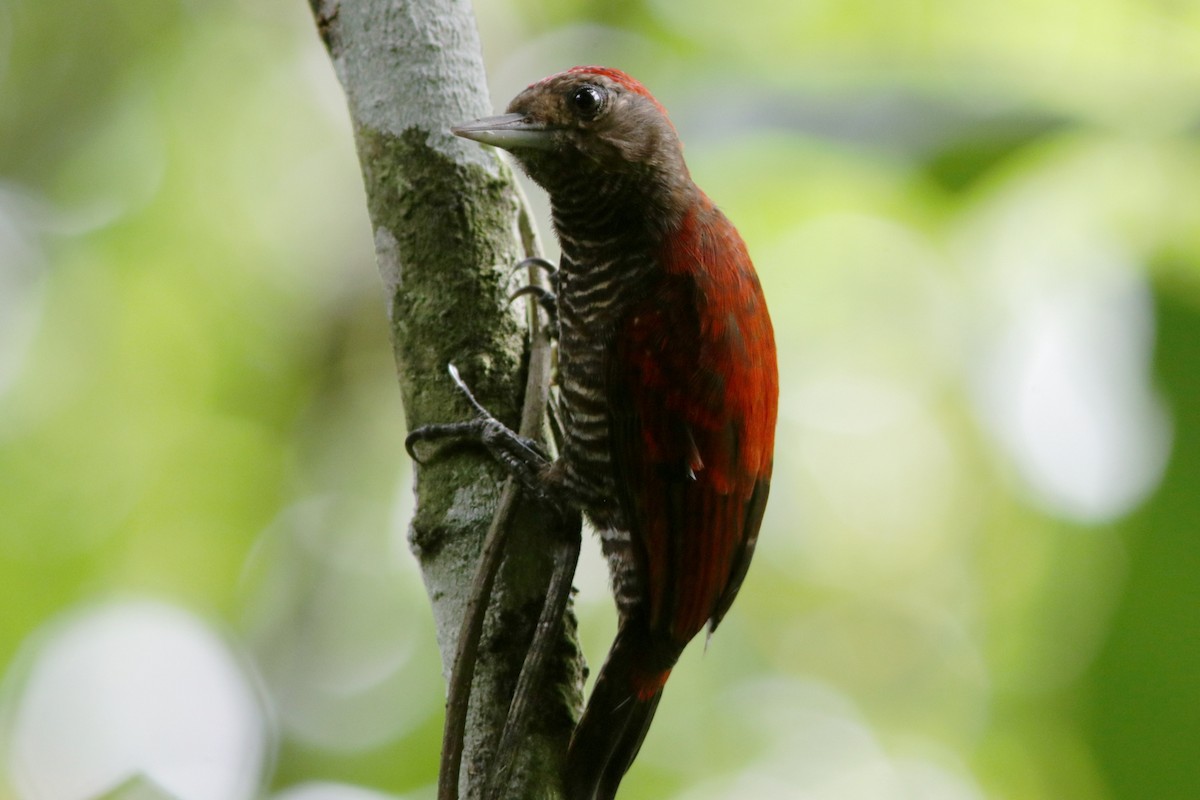 Blood-colored Woodpecker - ML617963864