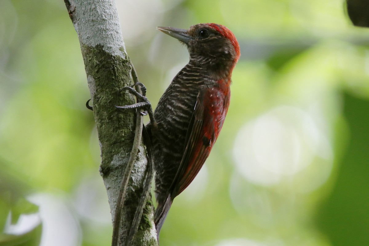 Blood-colored Woodpecker - ML617963865