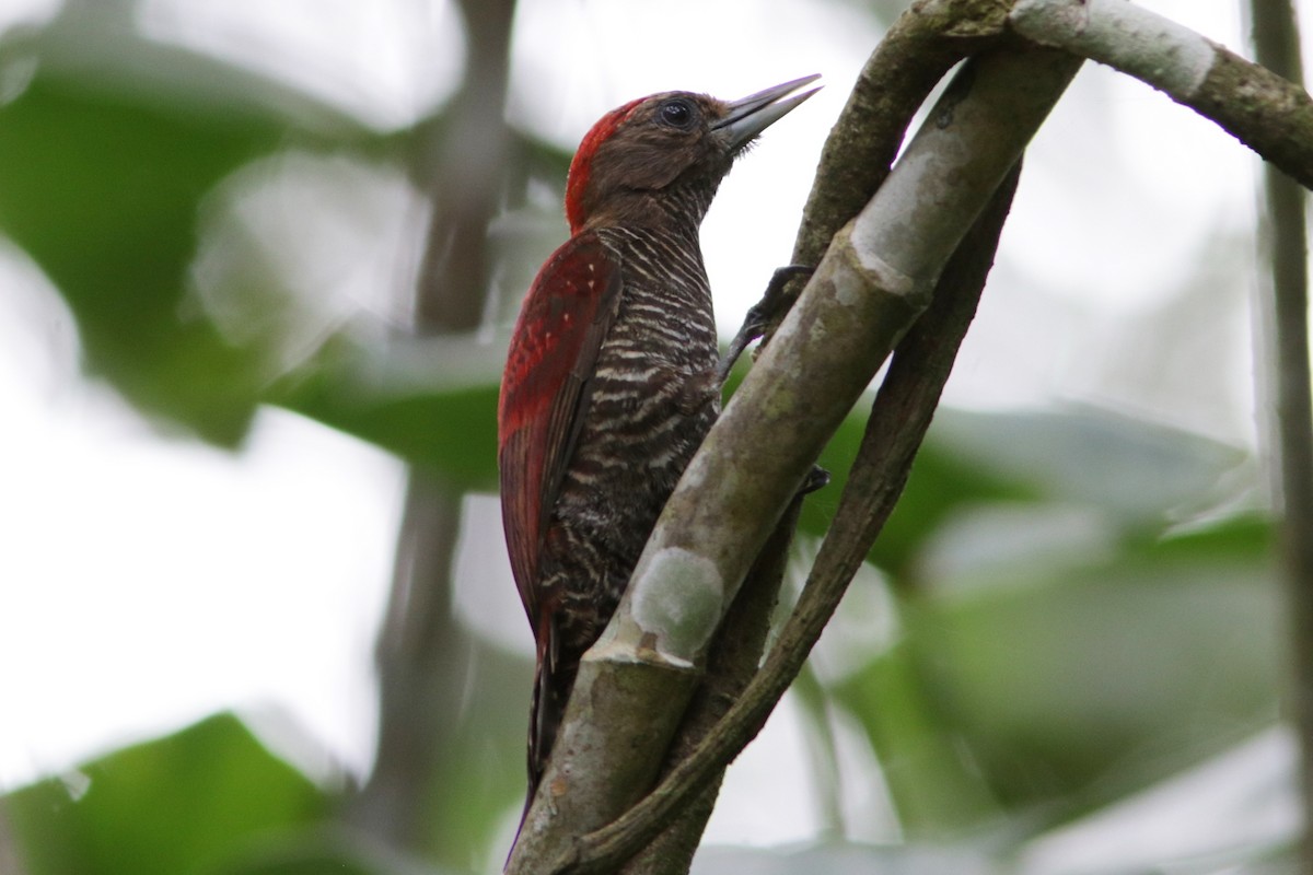 Blood-colored Woodpecker - Richard Dunn