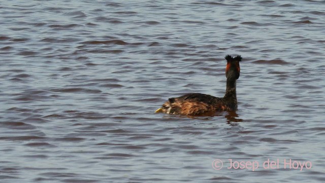 Great Crested Grebe - ML617963875