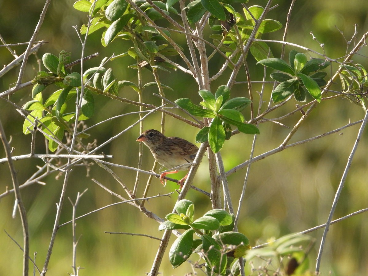 Grassland Sparrow - AC Verbeek
