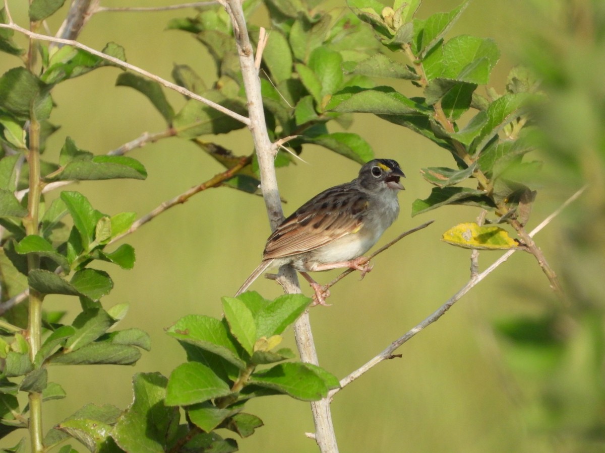 Grassland Sparrow - ML617963902