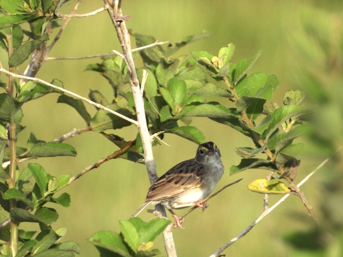Grassland Sparrow - ML617963903