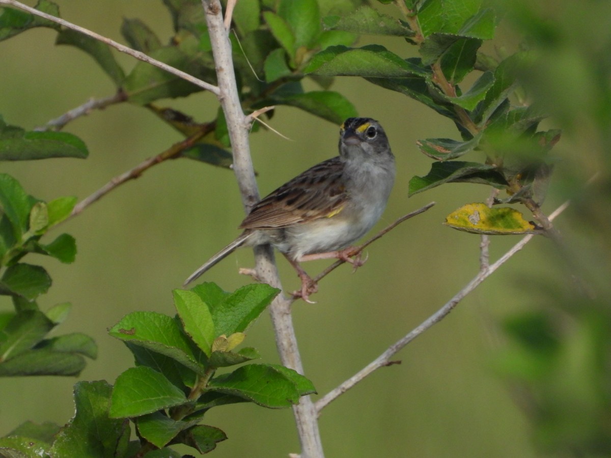 Grassland Sparrow - ML617963904