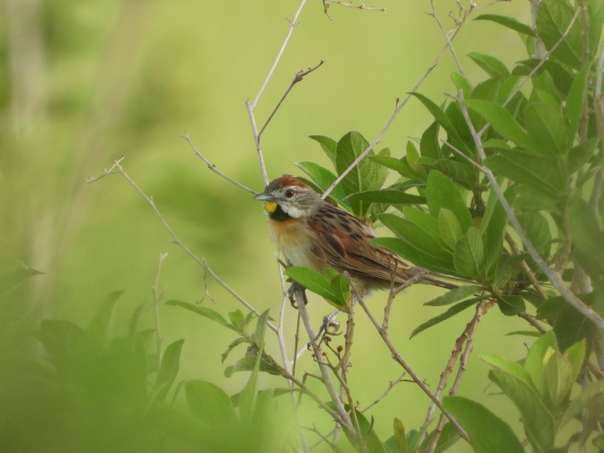 Chotoy Spinetail - ML617963922