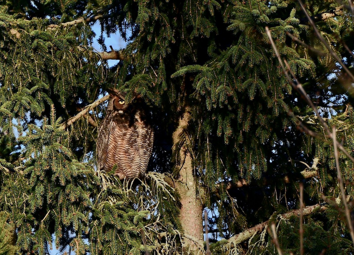 Great Horned Owl - ML617963932