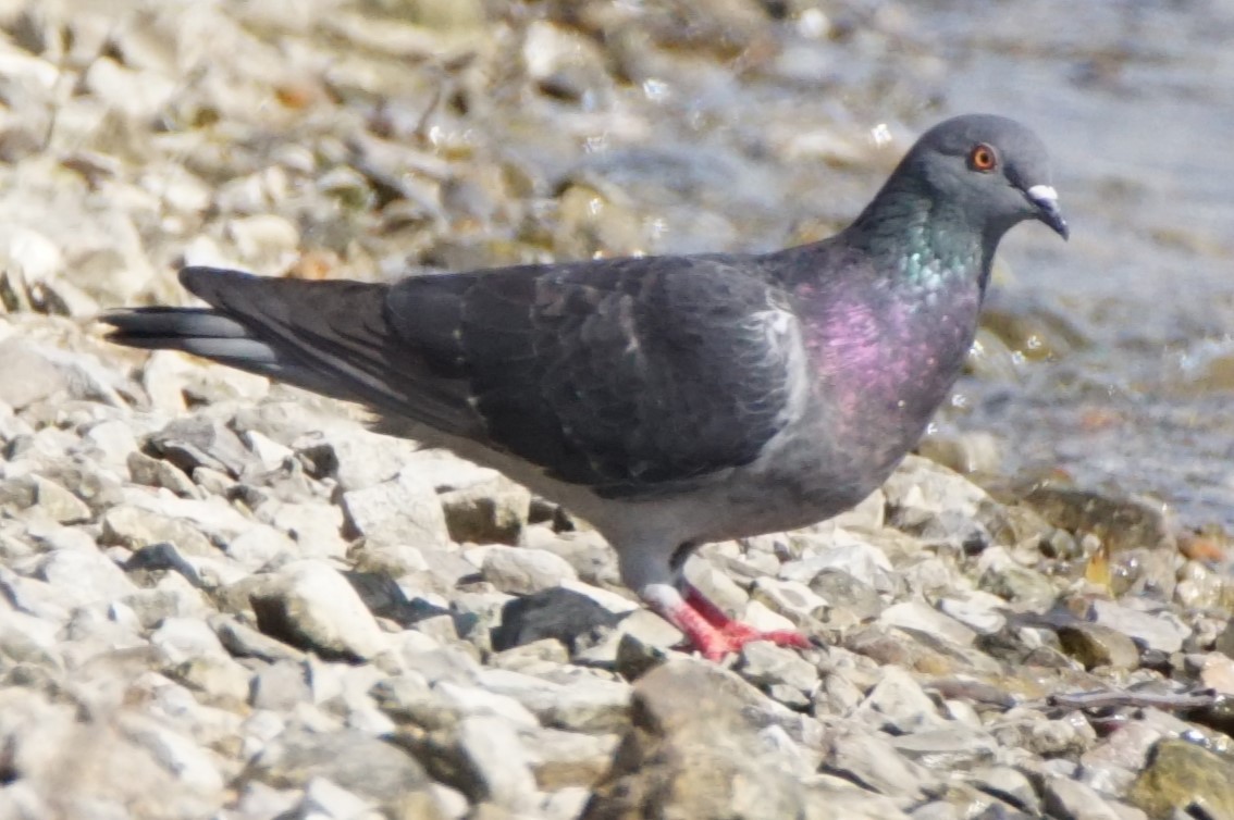 Rock Pigeon (Feral Pigeon) - ML617963935