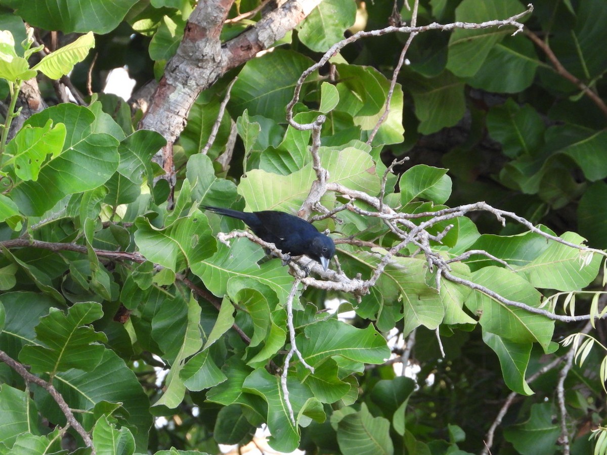 White-lined Tanager - ML617963941