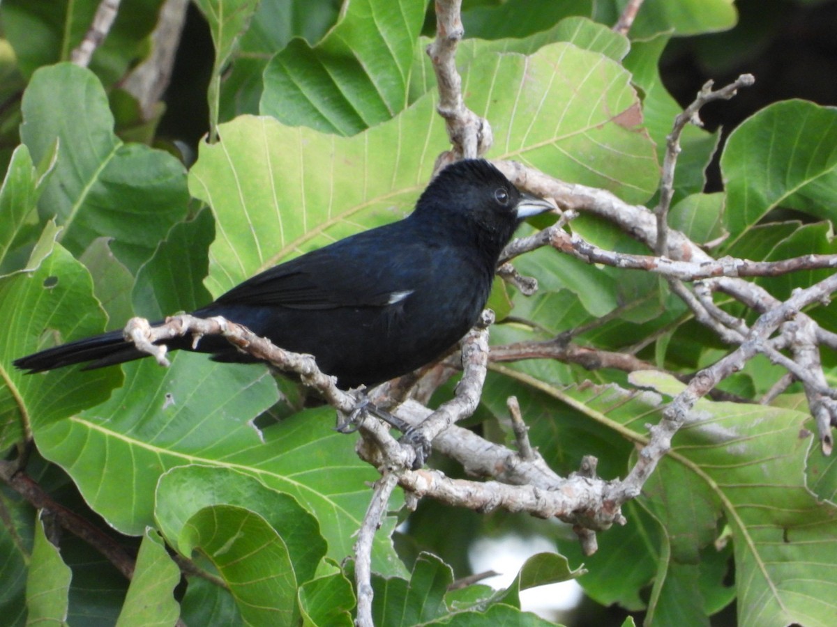 White-lined Tanager - ML617963942