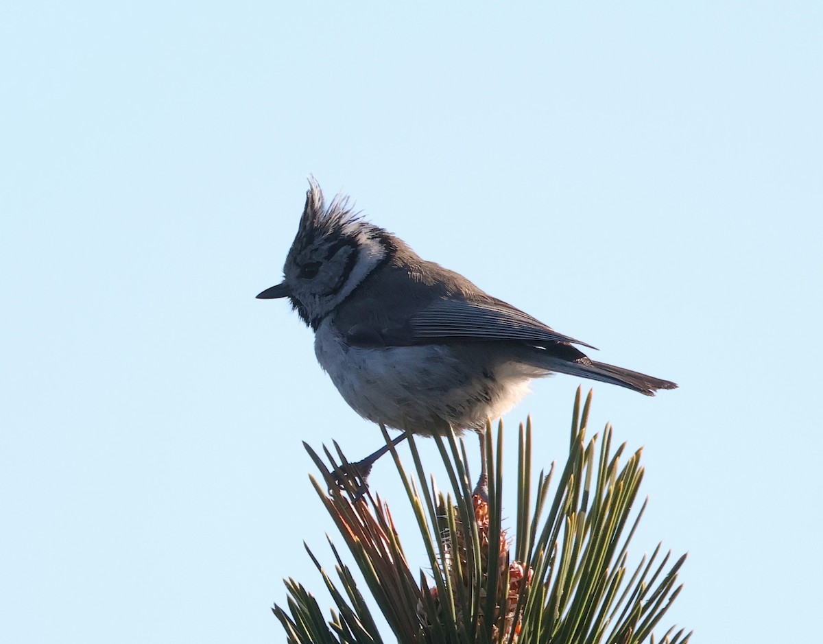 Crested Tit - ML617963950