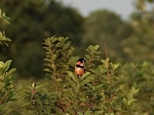 Rusty-collared Seedeater - ML617963956