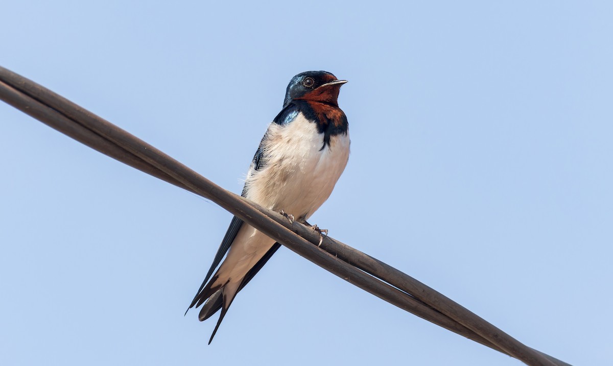 Red-chested Swallow - ML617963967