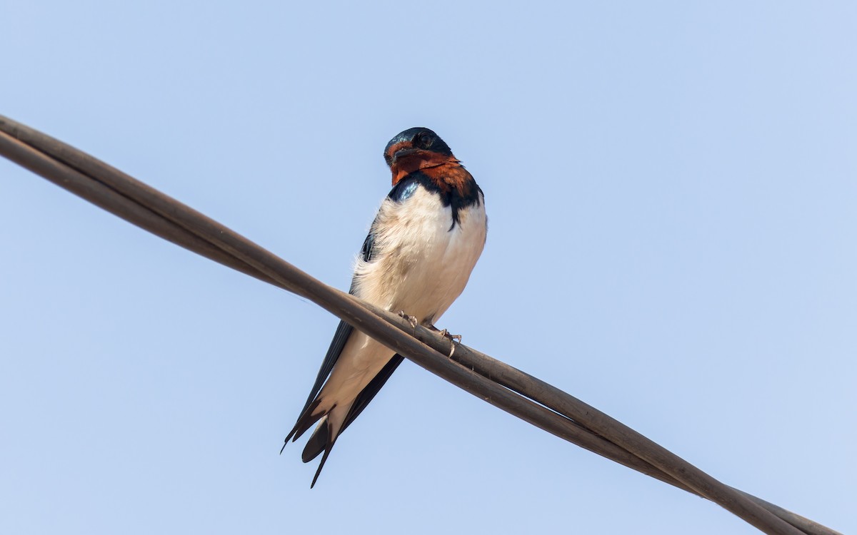 Red-chested Swallow - ML617963968