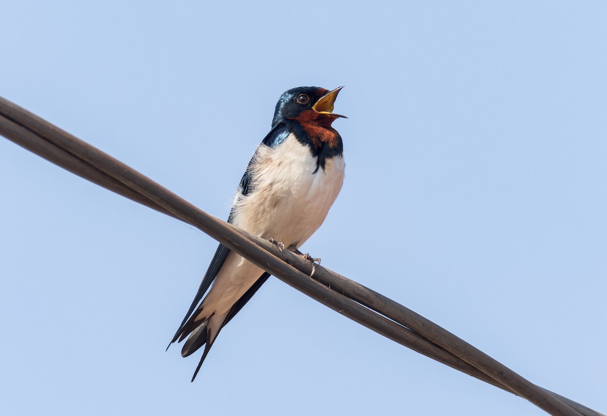 Red-chested Swallow - ML617963969