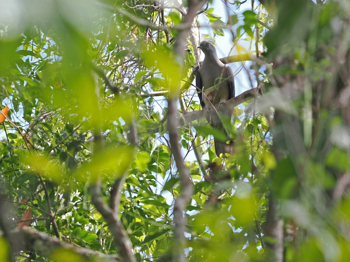 Timor Imperial-Pigeon - ML617963987