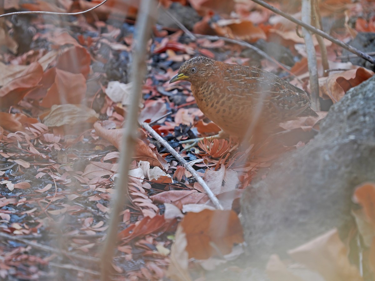Red-backed Buttonquail - ML617963998