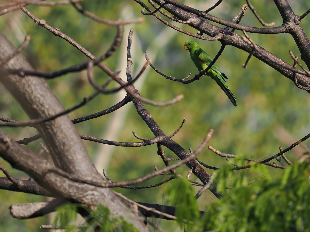 Тиморский попугай - ML617964000