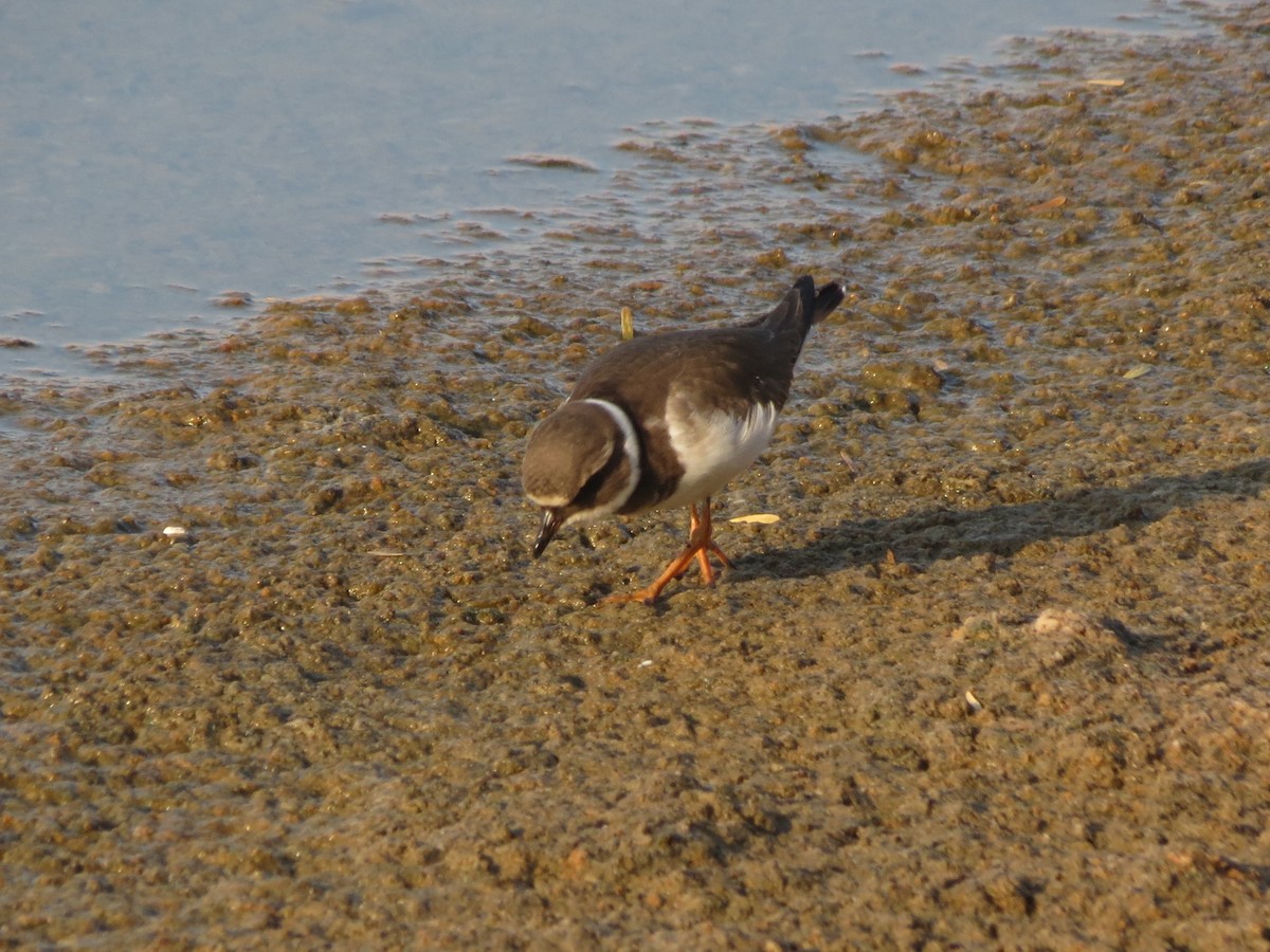 Common Ringed Plover - ML617964002