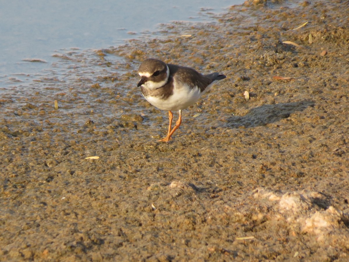 Common Ringed Plover - ML617964003