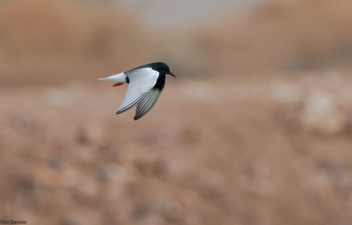 White-winged Tern - ML617964004