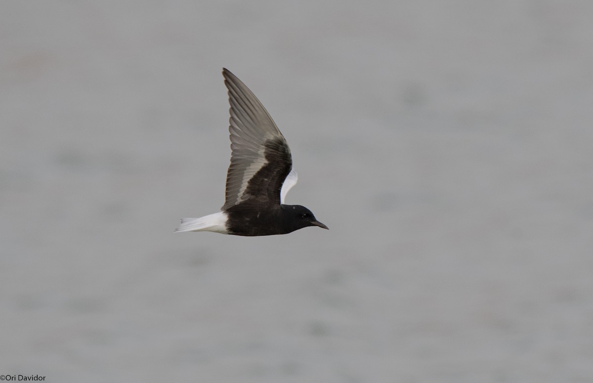 White-winged Tern - ML617964008
