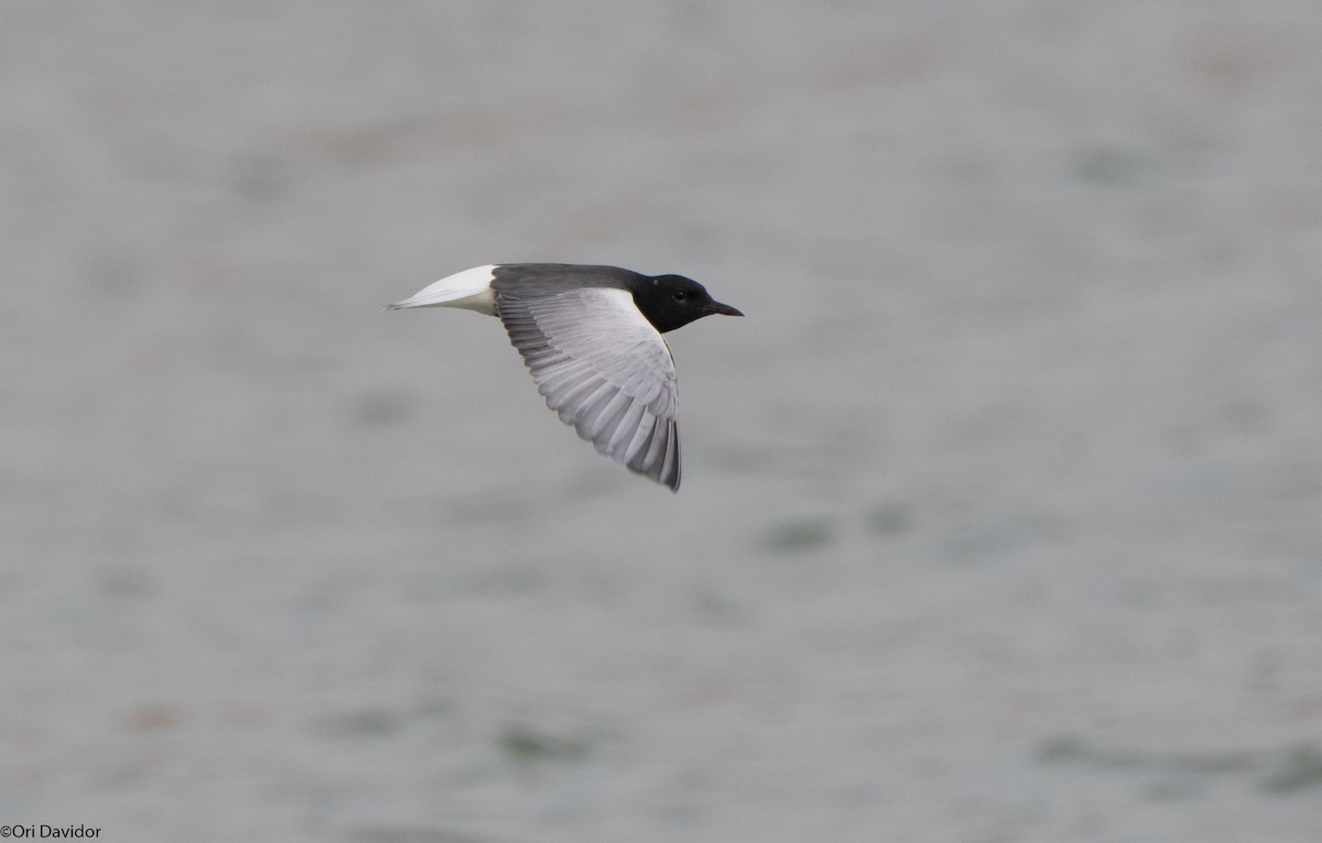 White-winged Tern - ML617964009