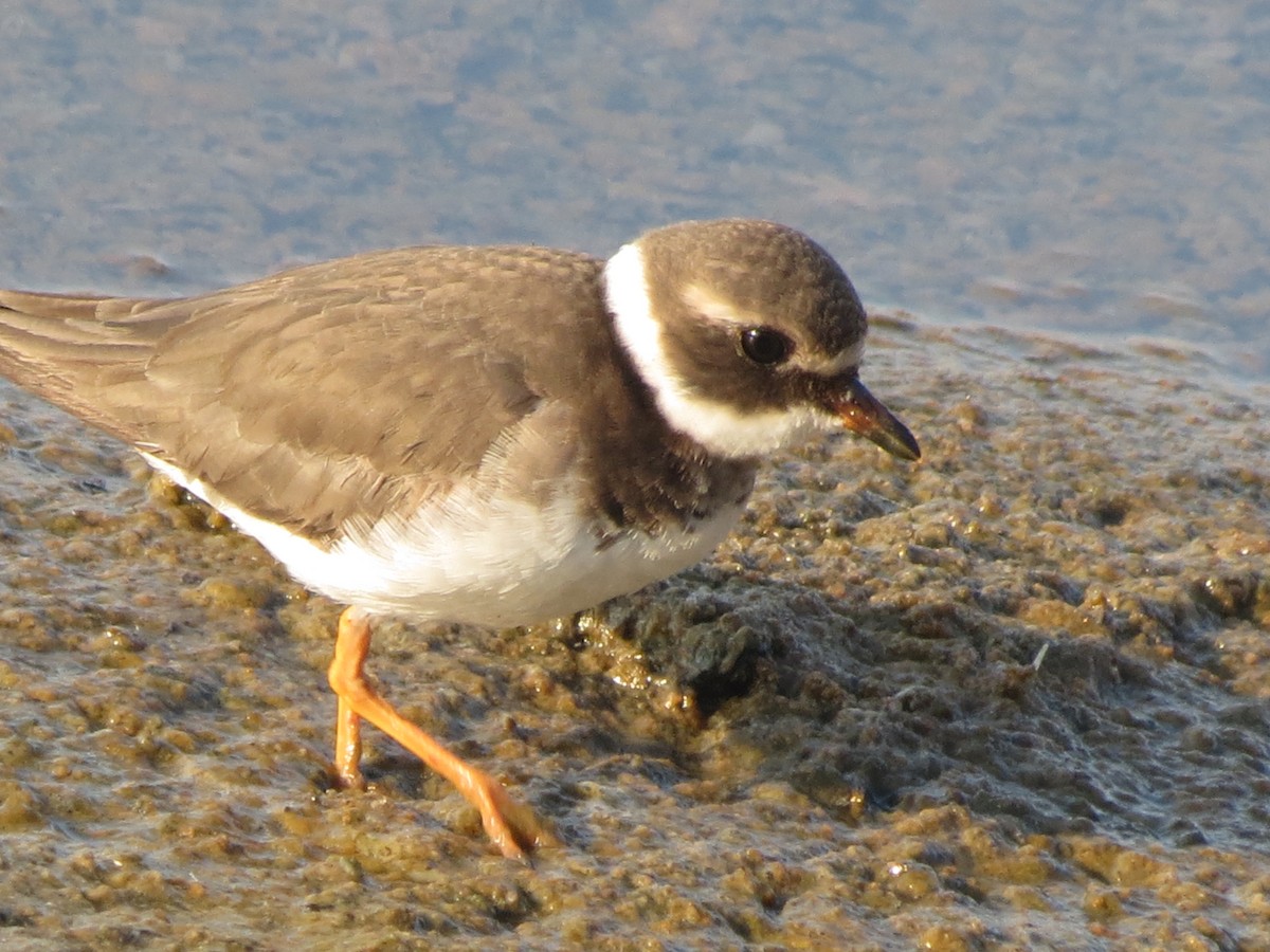 Common Ringed Plover - ML617964011