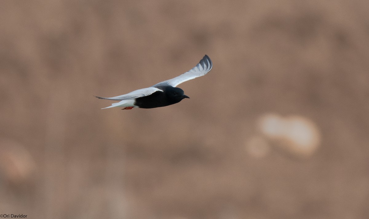 White-winged Tern - ML617964012