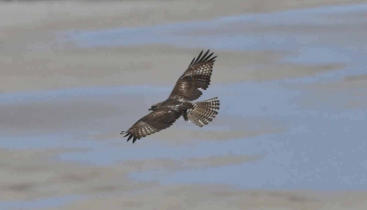 Red-tailed Hawk - ML617964023