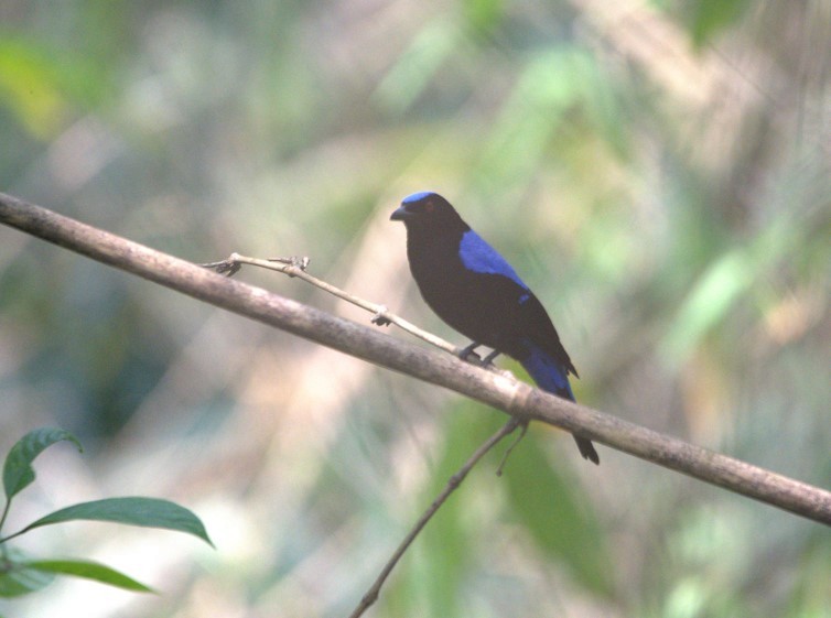 Asian Fairy-bluebird - Shuvadip Som