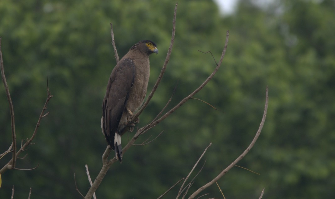 Crested Serpent-Eagle - ML617964074