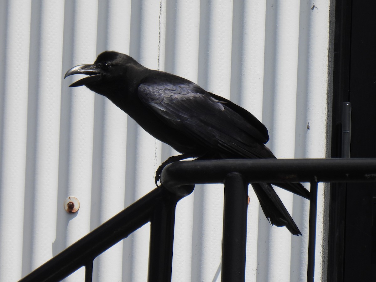 Large-billed Crow - ML617964078