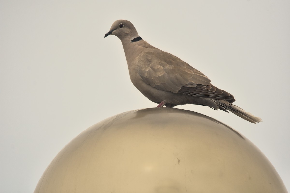 Eurasian Collared-Dove - ML617964096