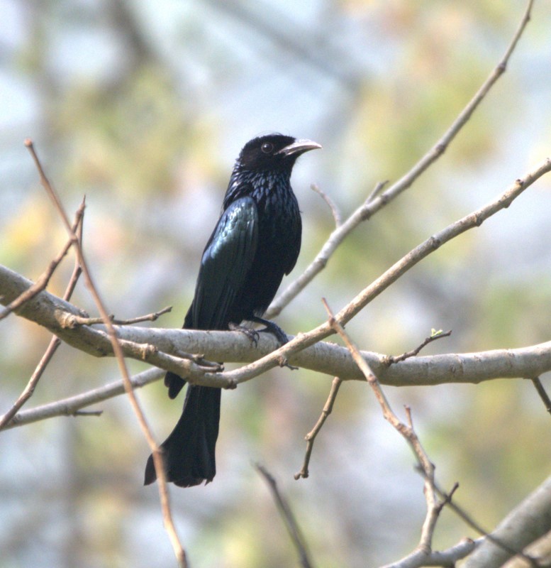 Hair-crested Drongo - ML617964122