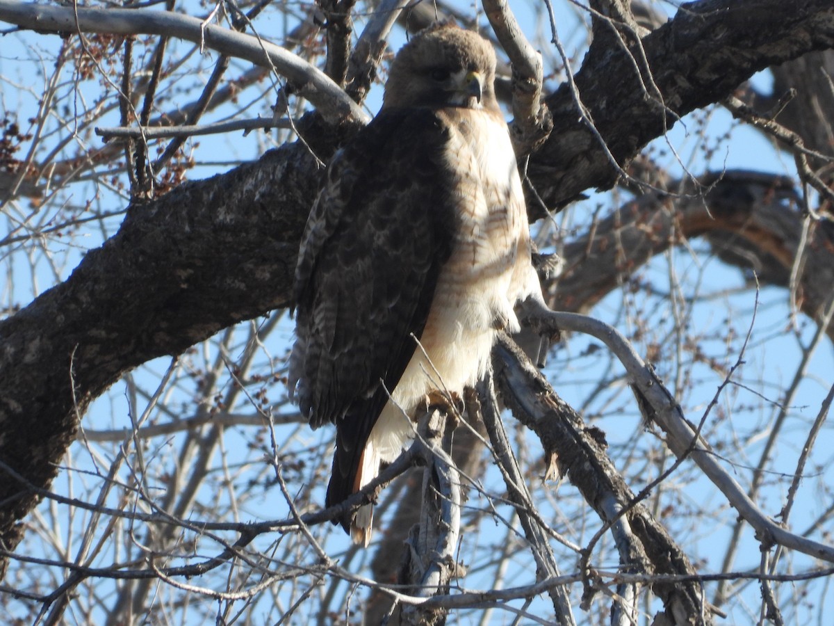 Red-tailed Hawk - ML617964132