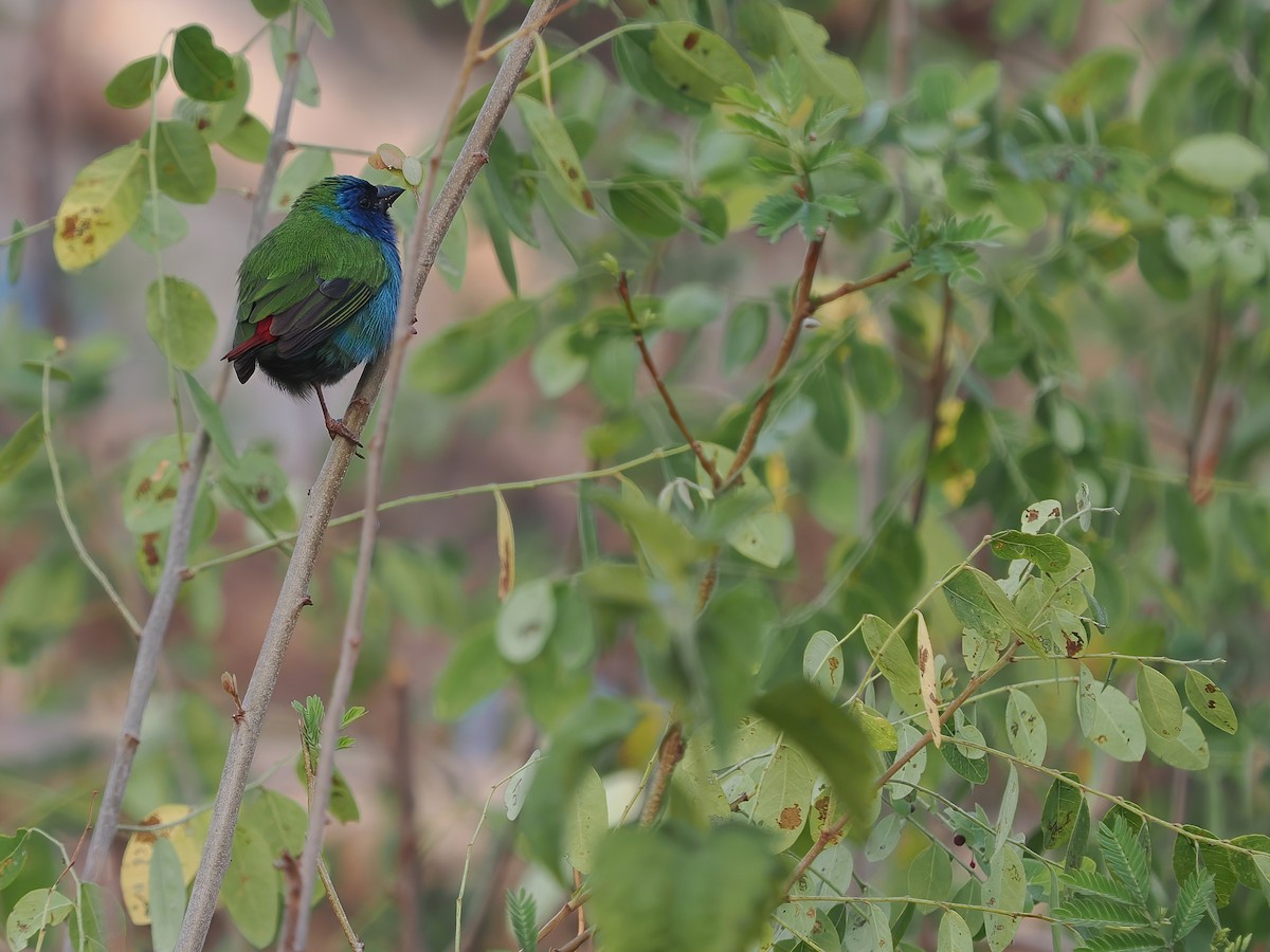 Tricolored Parrotfinch - ML617964150