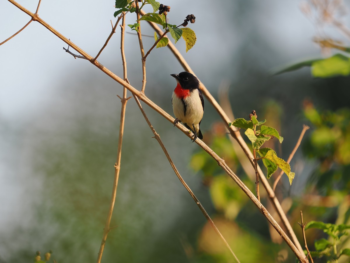 Red-chested Flowerpecker - ML617964169