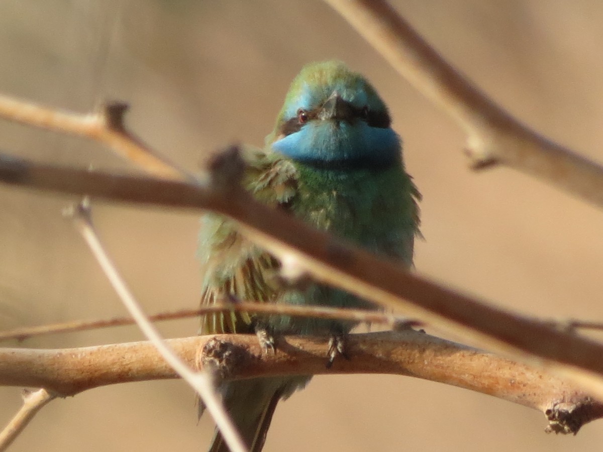 Arabian Green Bee-eater - אהרון 1 שוורצפוקס