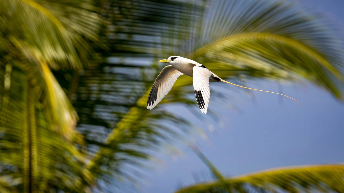 White-tailed Tropicbird - Michael Riffel