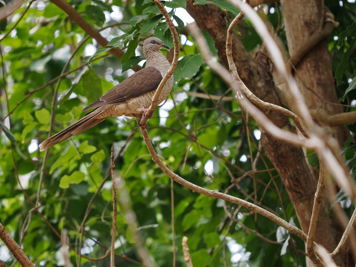 Flores Sea Cuckoo-Dove - ML617964217