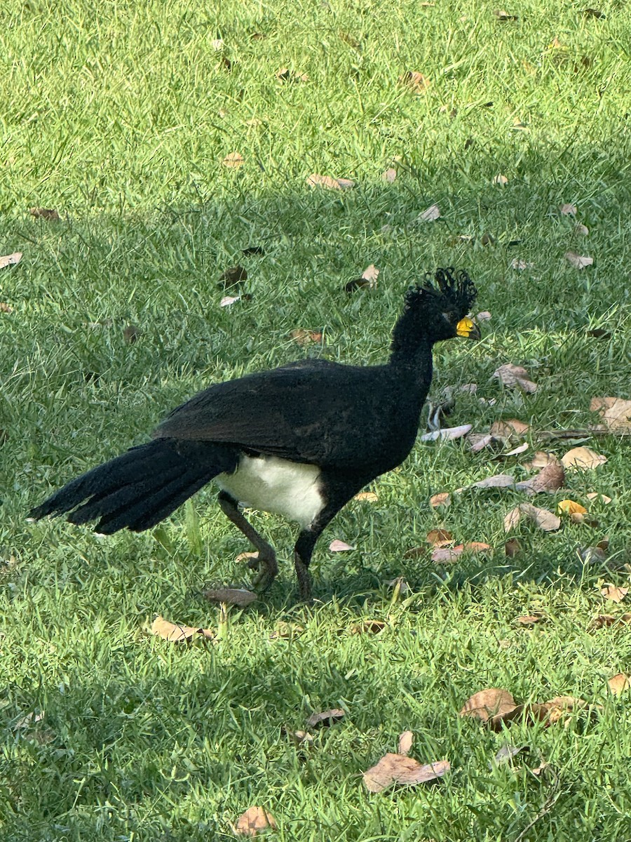 Bare-faced Curassow - ML617964231