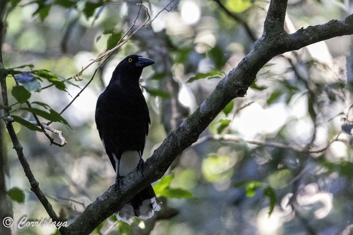 Pied Currawong - ML617964237