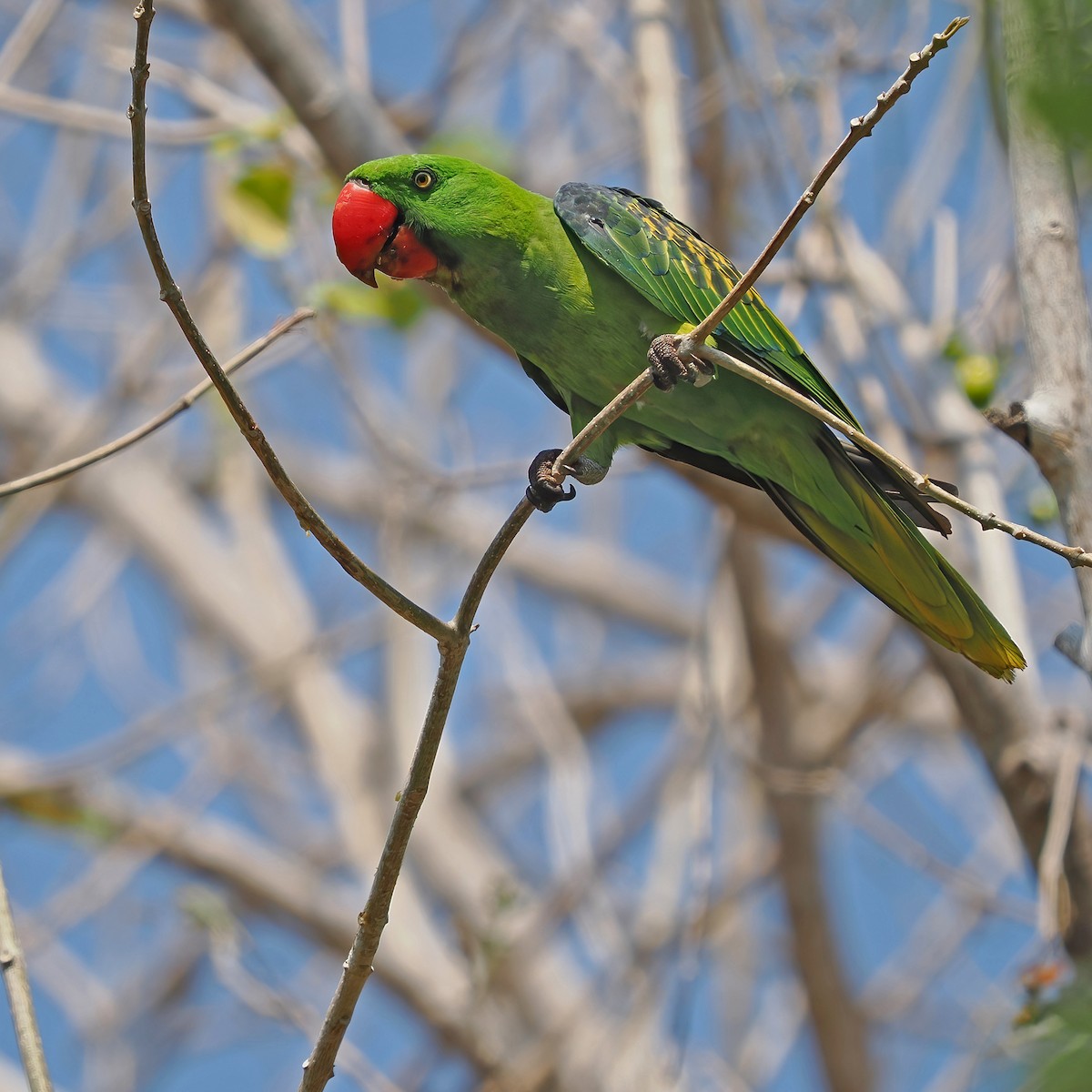 Great-billed Parrot - ML617964238