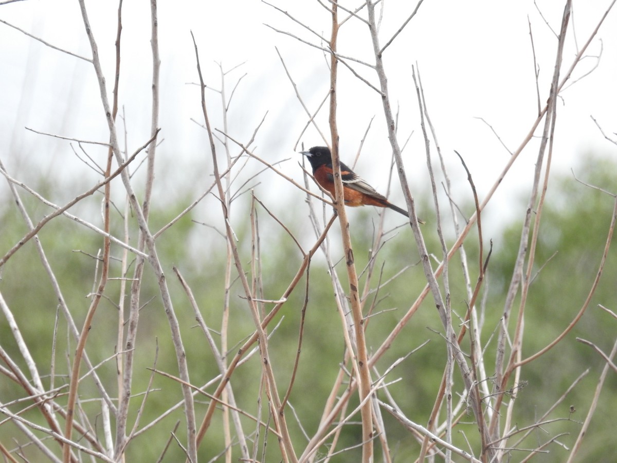 Orchard Oriole - ML617964239